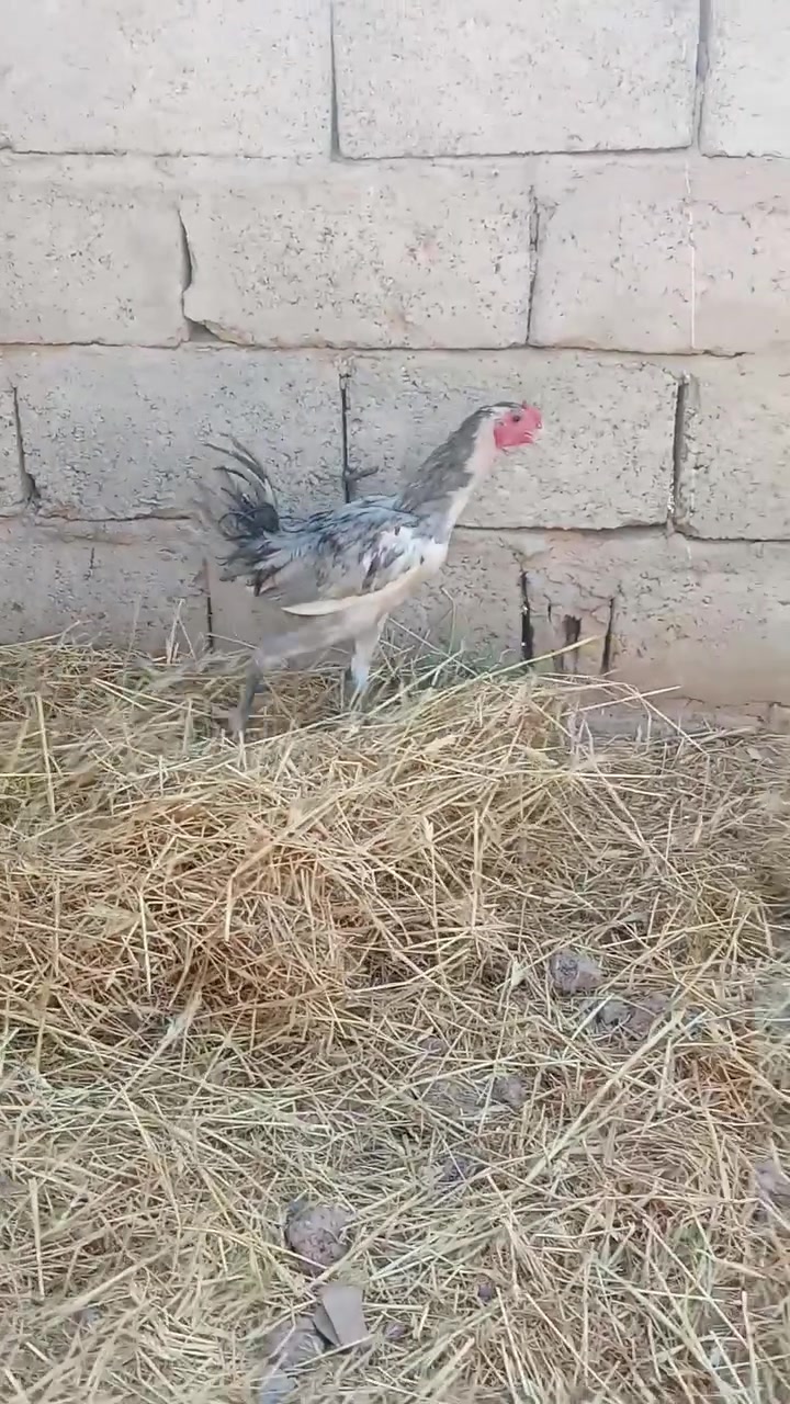 متاح
ديج بوطاني رصاصي اصلي 
شرط اصلي عيون سود رجلين سود
ملقح كامل ثلاثي ورباعي زيتي 
خشانه فول
لون فاتح فول صدر ابيض 
ديج فول درجه اولى 
عمر اكثر من 4 اشهر
سعر ب 25 الف
عنواني موصل ايسر كوكجلي 
خاص مفتوح


**إذا كنت صاحب هذا الإعلان وتريد حذفه لأي سبب، رجاءا أرسل رسالة إلى الدعم الفني**