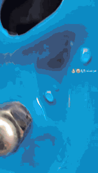 سلام عليكم ستوته لبيع 21 اصولي شاصي كفاله دراجه مقدم جيس دبلات ماشه جوه ولفوك نكره سلف.  3 تواير جيس خطه كير توني شادهه دراجه خير من لله تاخذه ماذب ربع عليه مالت جناي لمكان لمجد مو شراي طلع كبل مراوس حسب لقناعه تصال ***********
