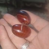 زوج سليماني فحل ونثيه صاحيات السعر خاص 07752026143