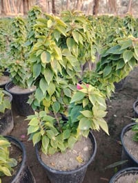 شتلات • جملة • الحمزه الشرقي شبلاويات