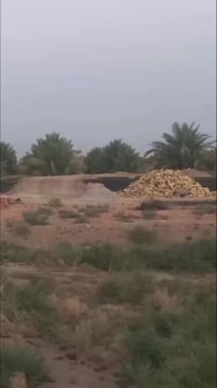 ارض زراعيه • ١٢٥٠م • مجمع الؤلؤه