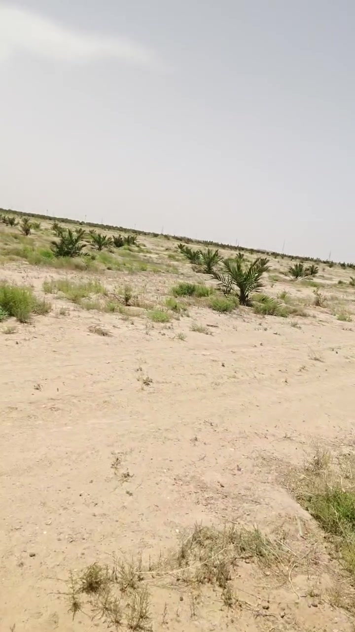 تواصل نجاحها في ترك بصمة مميزة في مختلف محافظات العراق، من خلال توفير فسائل نسيجية عالية الجودة تمتاز بقوة النمو الخضري والتبشير الممتاز بفضل الله.
ونحرص دائماً على المتابعات الميدانية المستمرة والإشراف المباشر للاطلاع على صحة الفسائل وضمان نموها وفق أفضل المعايير الزراعية، لنمنح مزارعينا الثقة والجودة من الغرس حتى الإثمار.

للاستفسار والتواصل:
- قسم المبيعات النخيل : ***********
- قسم المبيعات النخيل : ***********
- قسم الاسمده والتوصيل: ***********

الموقع: محافظة بابل، مدينة الحلة، طريق منطقة عوفي.

#البشير_مشروع_وطن  
#شركة_البشير_العالمية

