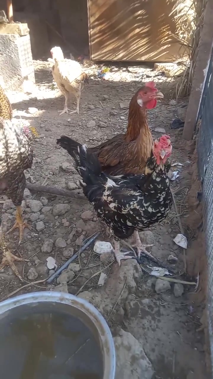 دجاجات اللبيع 3وديج  بياظات واحده منهن كاركه سوده  ما خذات كافه لقاحات الله شاهد


**إذا كنت صاحب هذا الإعلان وتريد حذفه لأي سبب، رجاءا أرسل رسالة إلى الدعم الفني**