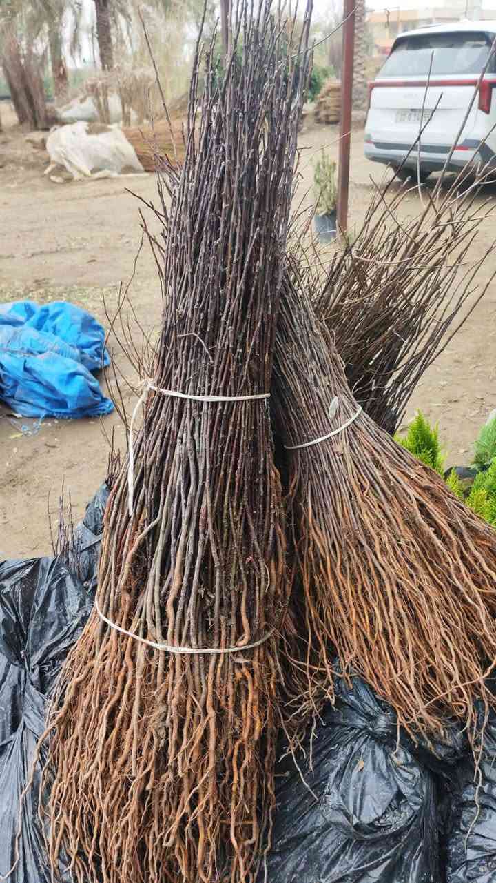 اللهم صل على محمد و ال محمد
على بركة الله يوجد لدينا كميات كبيره لكل من
سرو عمودي تنخيل سعر الجمله (200) دينار
أصول كاكي تنخيل سعر الجمله (200) دينار
اصول تفاح تنخيل سعر الجمله (200) دينار
اصول عرموط تنخيل سعر الجمله (200) دينار
علماً البيع جمله فقط 
العنوان بغداد التاجي قرب معمل الغاز على الشارع العام
 للاتصال ***********
لا توجد خدمة توصيل
