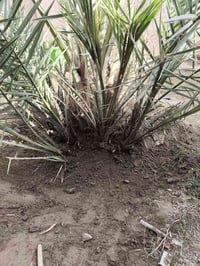 فساتيل نخل • برحي • ١-٢ سنين