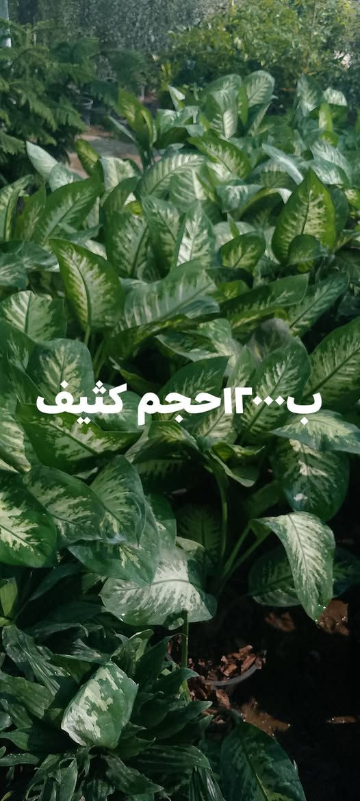 شتلات بأسعار مناسبة السعر داخل الصور 
يوجد توصيل لمناطق كركوك 
عروض التوصيل بمناسبة العيد
 الطلبية الي تزيد عن ٥٠الف التوصيل مجاني


**إذا كنت صاحب هذا الإعلان وتريد حذفه لأي سبب، رجاءا أرسل رسالة إلى الدعم الفني**