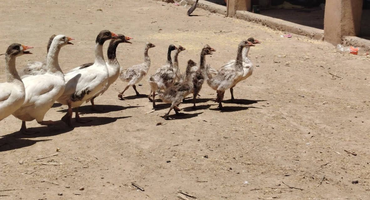 متاح 4نثايات عتاكي +10صواصي 
شراي يدلل


**إذا كنت صاحب هذا الإعلان وتريد حذفه لأي سبب، رجاءا أرسل رسالة إلى الدعم الفني**