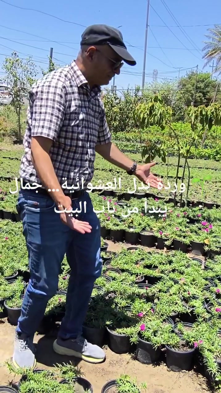 اليوم أحب أحچي لكم عن ورد الصباح وعين البزون، هذه النباتات الجميلة التي ما تحتاج مكان كبير حتى تعطي فرحة وجمال.
تخيلوا باب البيت بدل ما يكون مكان للزعابيل والنفايات والعشوائية… يكون مكان نستقبل به الناس بالورد والخضرة.
الجمال يبدأ بخطوة بسيطة… شتلة صغيرة نزرعها اليوم، تصنع منظرًا أجمل غدًا.
يلا نزرع ونخلي بيوتنا وشوارعنا أجمل وأنظف."


**إذا كنت صاحب هذا الإعلان وتريد حذفه لأي سبب، رجاءا أرسل رسالة إلى الدعم الفني**