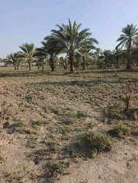 دونم • طابو زراعي • الرض الدسميه