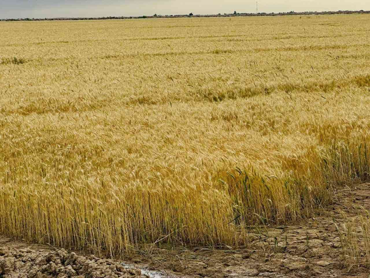 13دونم للبيع ع السده التبليط بيه ماء كهرباء مدارس ابتدائية ومتوسطة ثانويه قريبه ع دجله ع طريق كوت شيخ سعد الاتصال واتساب *********** ***********
