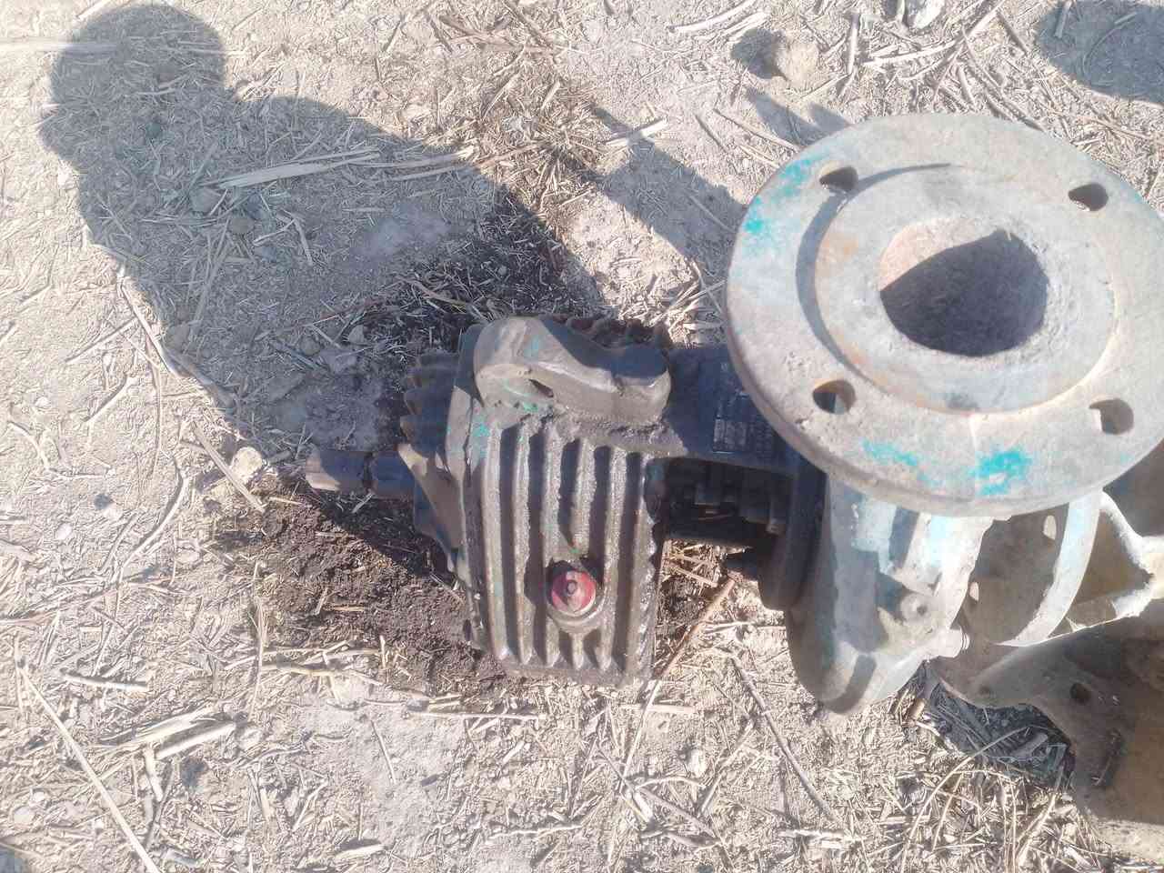 خنزيرة البيع ***********
