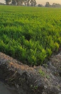 اجبله ازبيدي شاخه ١٩ • ١٢ دونم • دار سكن