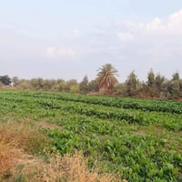 دونمين • طابو زراعي سند٢٥ • خلف جامعة بابل