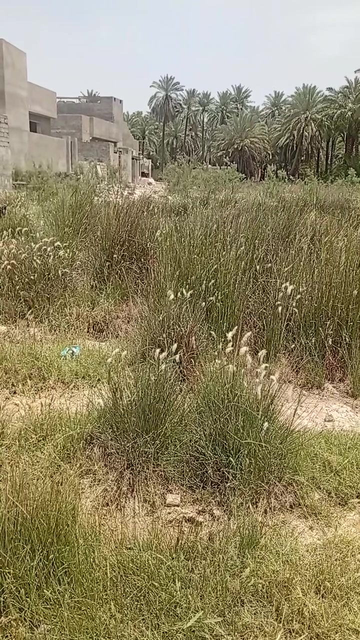 ياالله يتوفر قطعه أرض طابو زراعي سند 25 المساحه 207متر السعر16مليون  الواجهيه11ونص والنزال18   واصل ماء وكهرباء وشارع 7امتار الخالص الشرقيه بصف أحمد رعد بيت عزاوي أهل السيراميك للأستفسار***********
