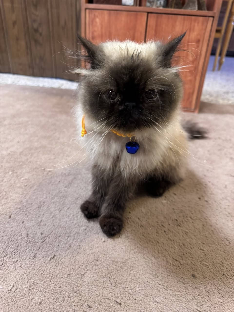 للتبني نثيه عمرها اقل السنه 
ملقحه متعلمه على اللتر بوكس واليفه جدا ولعوبه 

فقط الي كد المسؤليه يراسلني 
العنوان بغداد


**إذا كنت صاحب هذا الإعلان وتريد حذفه لأي سبب، رجاءا أرسل رسالة إلى الدعم الفني**