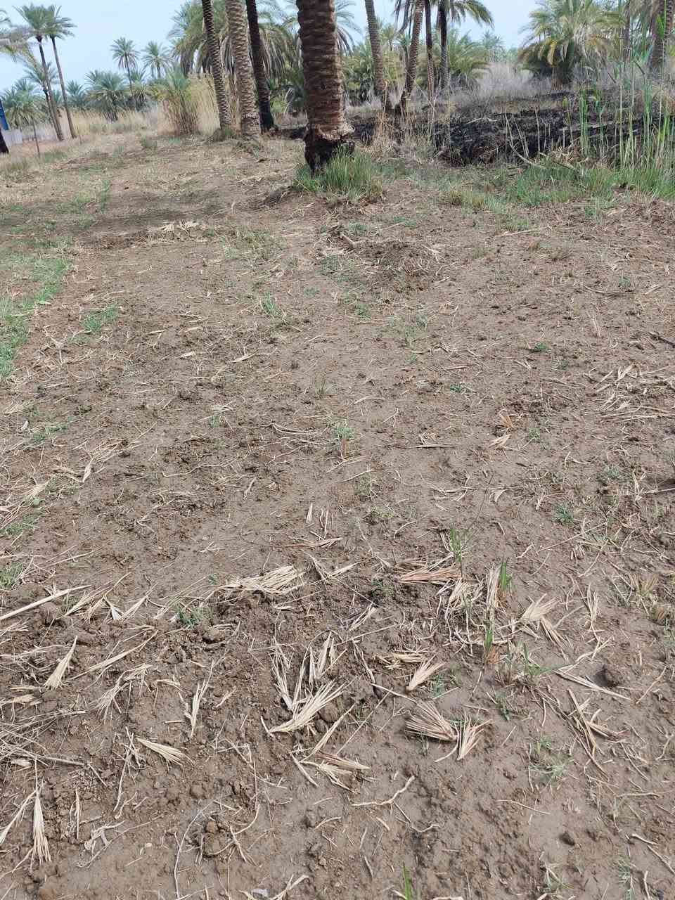 سلام عليكم قطعه ارض البيع مساحه 1800 متر طابو زراعي سند 25 تحويل مباشر بسم مشتري  موقع جيد كافة خدمات موجوده قريبه علا الشارع العام مكانه طريق حله قاسم بين دبله والعلويه شريفه بصف معمل النهرين واجهة 12 متر شراي يتصل ***********
