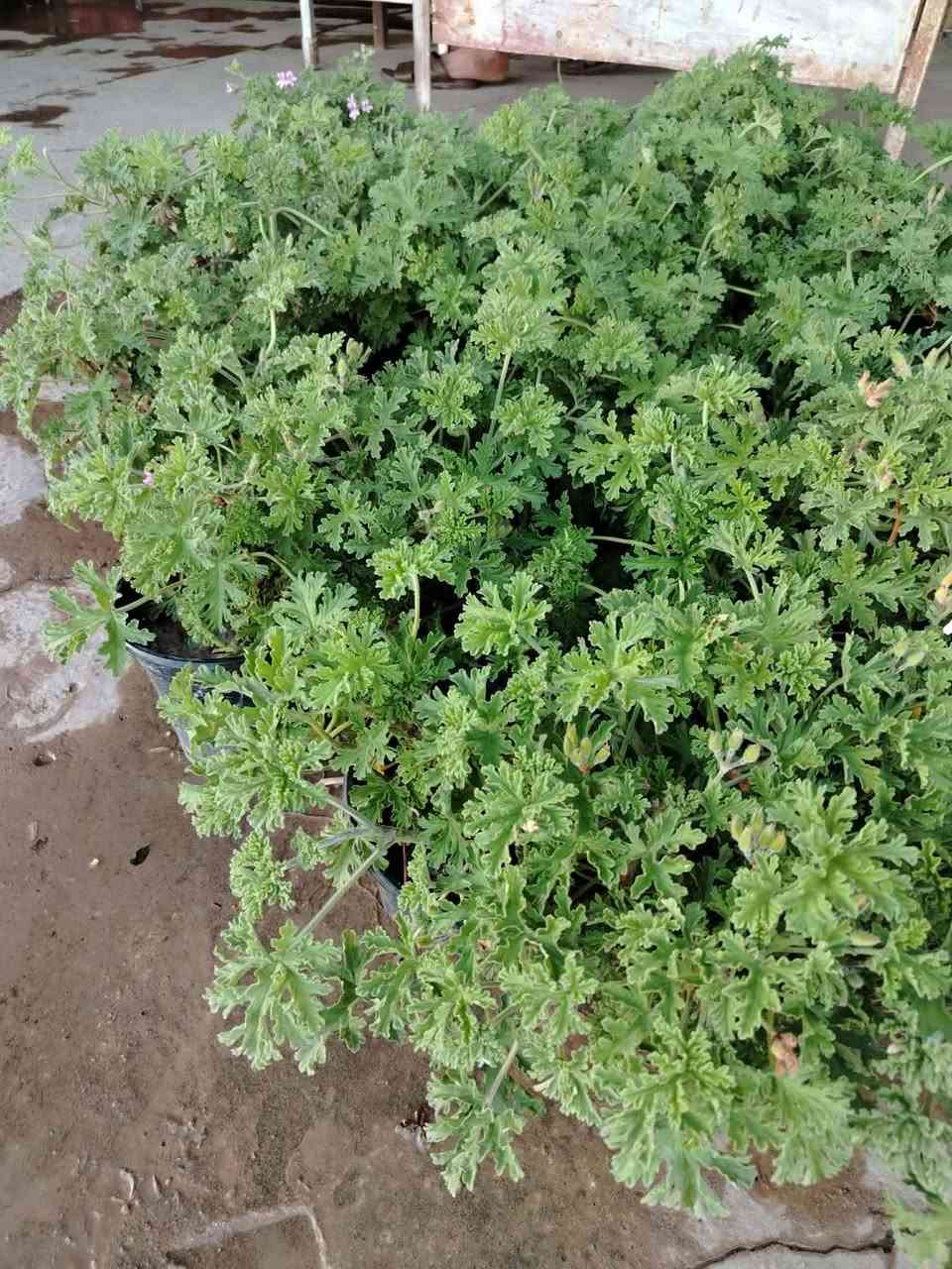 توفر عطر الجاي الدائمي
بسعر ٢ سندانه ب ٥ الف توصيل مجاني


**إذا كنت صاحب هذا الإعلان وتريد حذفه لأي سبب، رجاءا أرسل رسالة إلى الدعم الفني**