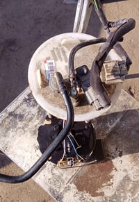 فيت بم • تفصيخ أصلي • الربيع