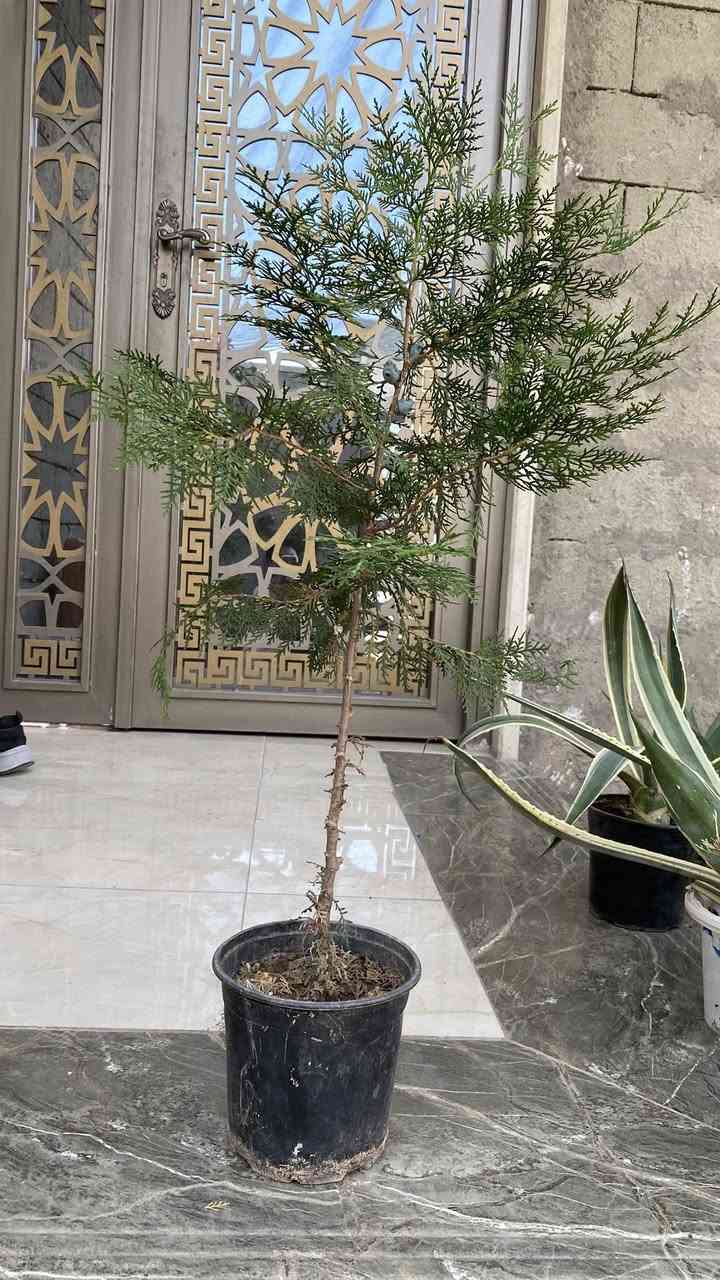عروض نباتات 🪴 اسعار مناسبة 
يوجد توصيل لكافة مناطق الموصل 
للحجز والاستفسار التواصل عبر الخاص


**إذا كنت صاحب هذا الإعلان وتريد حذفه لأي سبب، رجاءا أرسل رسالة إلى الدعم الفني**
