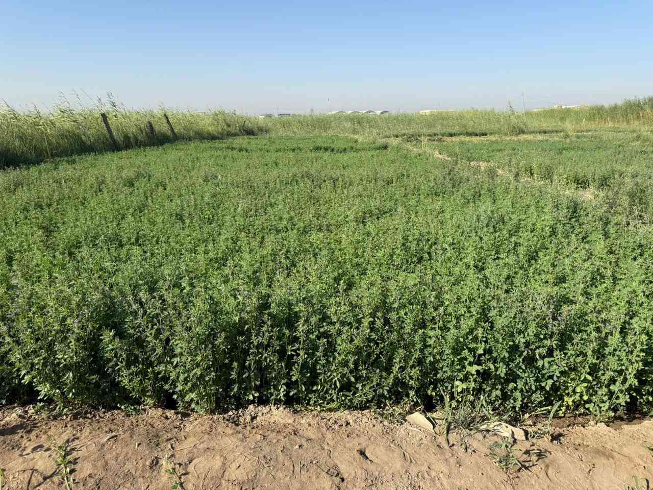 جت للبيع طريق سوق الشيوخ --  الكرمه
***********
