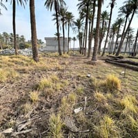 السوامرة الثانية • ١٠٠م • ملك صرف