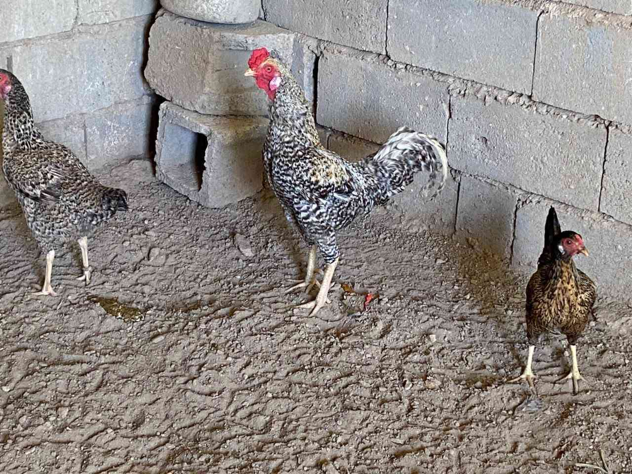 دجاجات هراتي2 وحده عدها افراخ  عدد 3 للبيع وديج هراتي ودجاجه عرب و ***********
