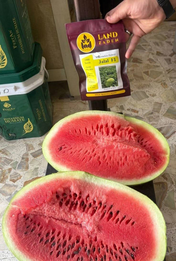 وصلتنا وجبة بذور (رگي جلال) الأصلية، هولندي المنشأ امريكي الإنتاج – دفعة جديدة ومحدودة 🌟

هذا الصنف يعتبر من أقوى وأفضل أصناف الرگي المطلوبة بالسوق:

🛒 لون مرغوب تسويقيًا عند الزبون والتاجر

🍉 إنتاج عالي جدًا: 2 إلى 3 ثمرات لكل نبات

⚖️ أوزان ثقيلة: من 16 إلى 22 كغم للثمرة الواحدة

🔴 لب أحمر غامق ومتجانس وطعم حلو مرغوب

💪 تحمل عالي للأمراض والإجهادات المناخية

🚚 يتحمل الشحن والنقل لمسافات طويلة بسبب سماكة 
القشرة وصلابتها

✔️ صنف اثبت نجاحه وجدارته في السنوات السابقة 
✔️ مردود عالي وربحيته ممتازة للمزارع

📍 متوفرة جملة ومفرد 
كن مستعداً للموسم القادم واطلب كميتك الآن!
📞 للاستفسار والطلب:
***********
***********
