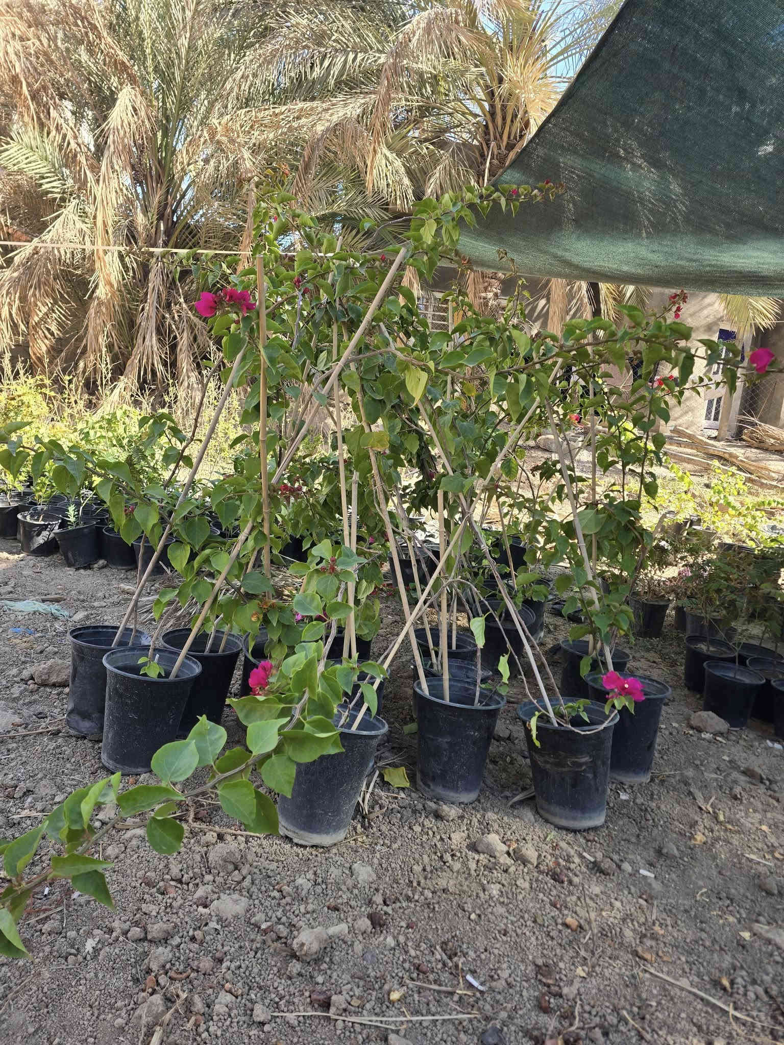 السلام عليكم اهلنا
توفرت شتلات جهنمي متسلق الوان نادرة
الشعله الذهبيه ٥الى ٧ الوان ارتفاع مترين مزهرة 
الاحمر الدموي ارتفاع من متر ونص لل مترين 
البنفسجي ارتفاع متر ونص 
وتوجد جميع النباتات الخارجيه نباتات الزينه والمثمرة 
للاستفسار مراسله الصفحه او الاتصال ***********وات ساب 
ملاحظه التوصيل داخل المحاويل مجان
