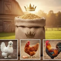 اعلاف تاج • اعلاف باج • قضاء النعمانيه