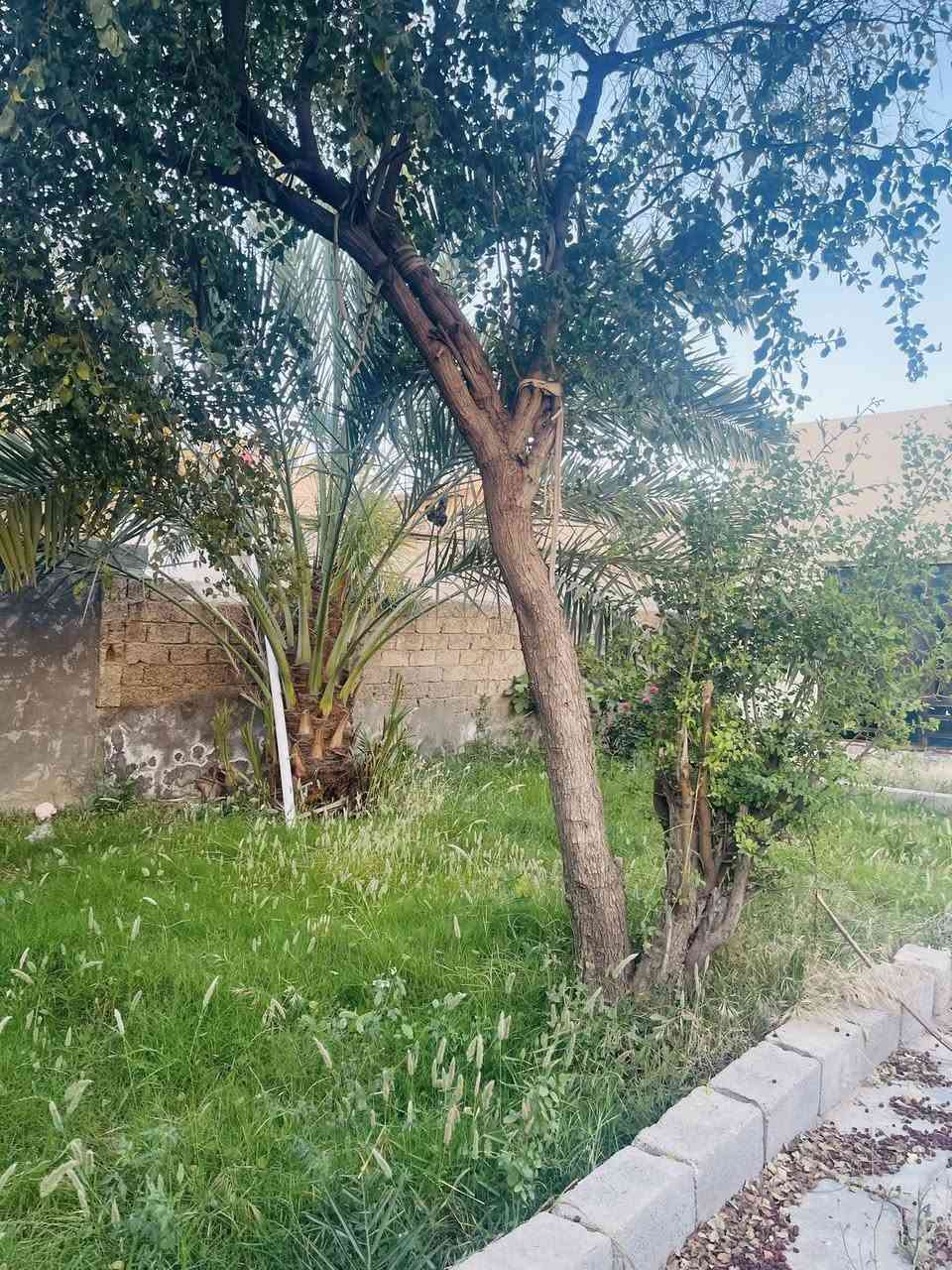 #للبيع
بيت مساحته 300 متر طابو زراعي سند 25
الموقع // ديالى بعقوبة تقاطع الساده عرب ياسين 

تبليط خدمات كامله 
البيت سعر كاع  
فقط يحتاج تنضيف وصبغ بس 

يتكون من كراج  مع حديقه مع صحيات 
استقبال ومطبخ وصاله وصحيات وغرفتين 

السعر $ بسعر الكاع 
للاستفسار الاتصال على الرقم 
او مراسلتنا عبر الواتساب 
***********

للنشر على الصفحه فقط مراسلتنا 🌷
مكتب الصادق للعقار 
#العراق #اخبار #بيع #اكسبلور #عقار #عقارات #شراء #للبيع #بيت #بعقوبة #تقاطع_الساده #باب_الدرب
