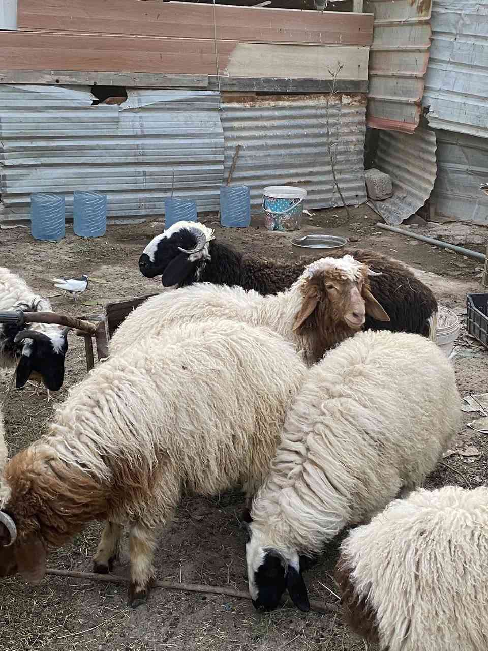 السلام عليكم
للبيع طليان بصحه ممتازه مال ربط 
***********
