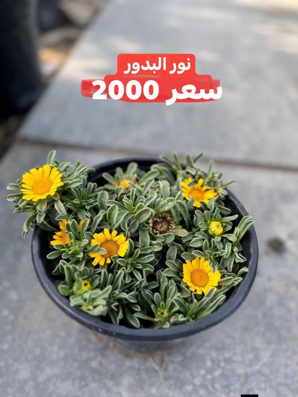 نباتات شمسي مقاومات
الأسعار مذكورة داخل صور
الحجز والاستفسار مراسلة ع الخاص 🌾🌾 
توصيل فقط 
سبع البور توصيل 1000

بائعة الورد 🌺🥰🥰


**إذا كنت صاحب هذا الإعلان وتريد حذفه لأي سبب، رجاءا أرسل رسالة إلى الدعم الفني**