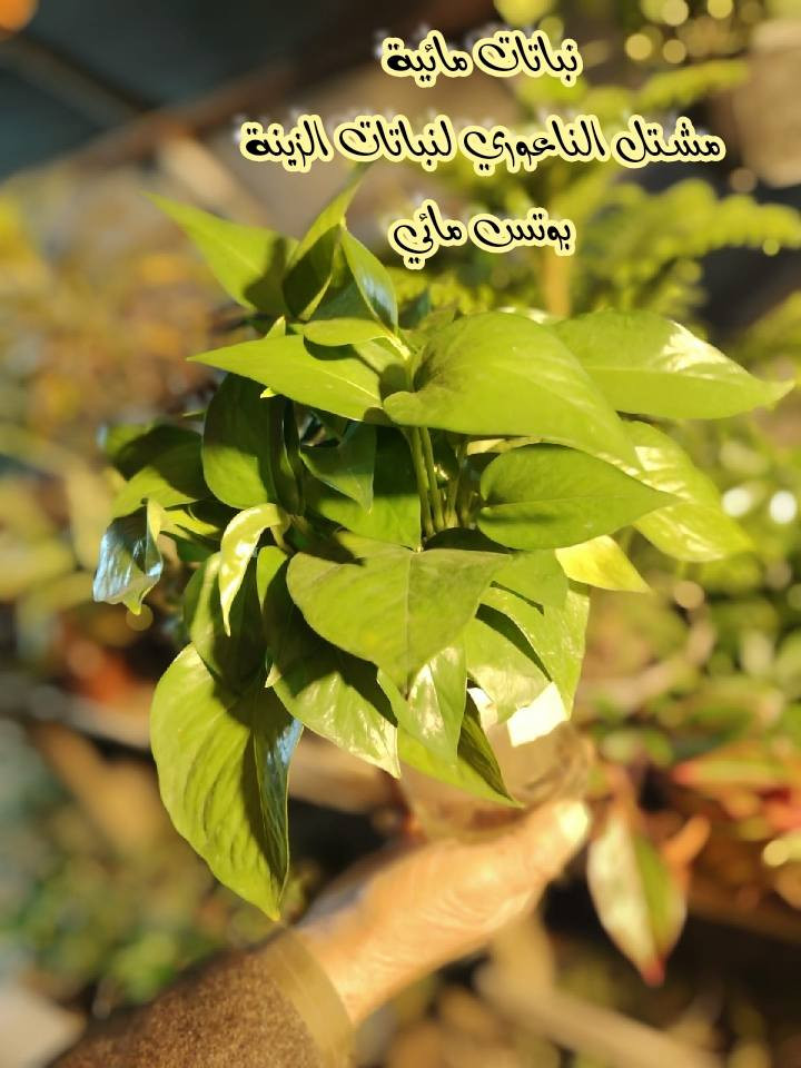 #وصول_وجبة_نباتات_مائية

  زورونآإ تـ♥̨̥̬̩جـ♥̨̥̬̩دون مـ♥̨̥̬̩آإيسرگ♥̨̥̬̩مـ♥̨̥̬̩

#مشہتہلہ_الہناعہوريہ_لہنباتہاتہ_الہزيہنة👩🏻‍🌾
🏠﮼العنوان :-
#صلاح_الدين/#قضاء_الدور/#قرب_البانزينخانه

#للحجزوالتوصيل 🚘
يرجى الاتصال برقم الاستاذ سعيد☎️
‭+٩٦٤ ٧٧٠ ٢٠٥ ٥٩٦٤‬
