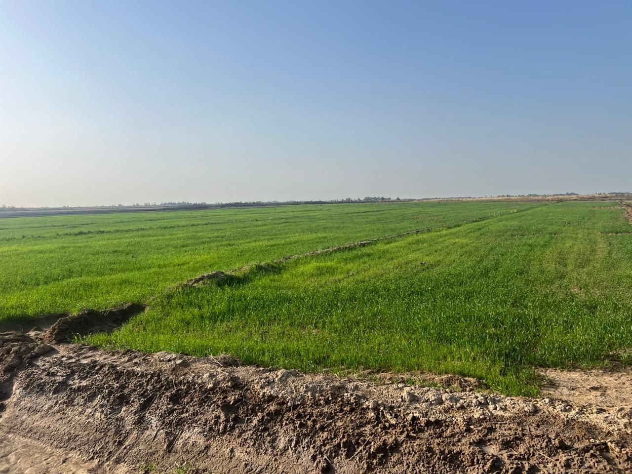 ارض زراعيه للبيع تفاصيل اتصال ع رقم هاتف ***********
