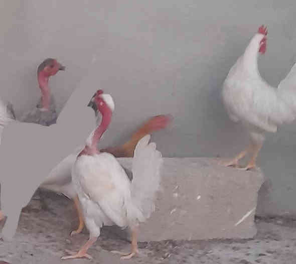 فراريج عرب وابو ركبه عدد ٤  عمرهن ٦ أشهر إلى ٧ أشهر شلع ب37  اتصال ***********
