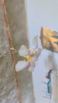 ثريات سقفية • النجف