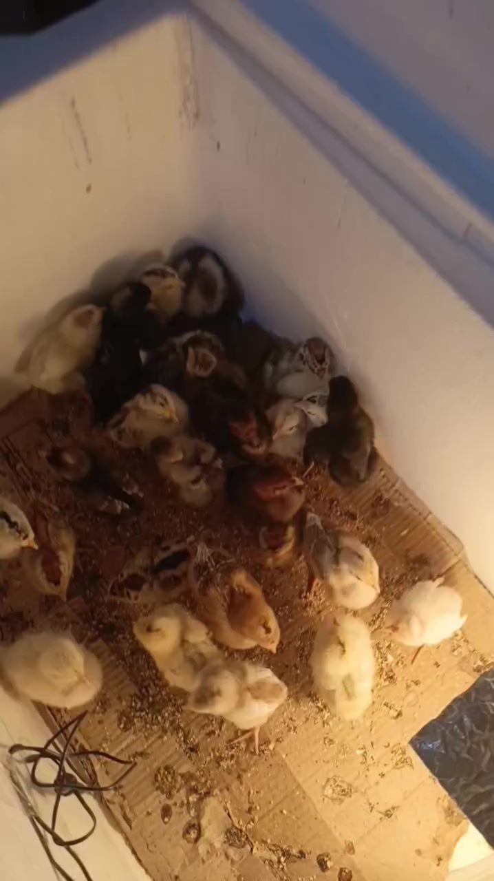 يا الله متوفر فقاسه تقليب خارجي مثل ماموضح بلفديو تشيل60 بيضه تريد تقليب يدوي تشيل 100 بيضه سعر الفقاسه65 #شرط ماتفقس ترجع  وهاي تجربه الزبائن


**إذا كنت صاحب هذا الإعلان وتريد حذفه لأي سبب، رجاءا أرسل رسالة إلى الدعم الفني**