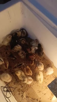 فقاسة • تقليب خارجي • ٦٠/١٠٠ بيضة