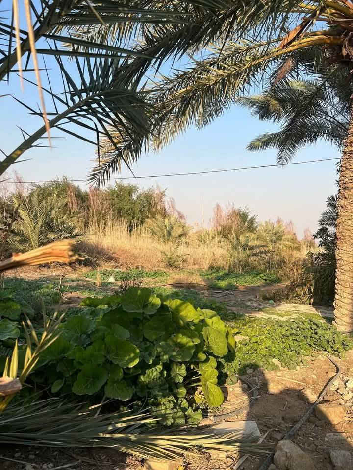 مزرعة للبيع
📍 الموقع: الديوانية – الشافعية، نزلت معمل 
📐 المساحة: خمس دونم
🏠 البيت: بناء حديث بمساحة 300 متر
🌴 المزرعة: مزروعة بالكامل بالنخيل
⚡ الخدمات: تبليط، كهرباء، ماء متوفرة بالكامل
📞 للاستفسار  ***********
