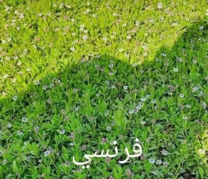 يوجد ثيل طبيعي يوجد توصيل مجاني رقمي *********** وتساب
