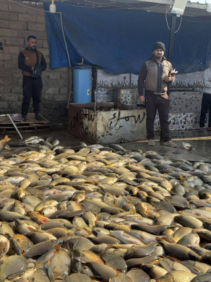 سمك حي سعر الكيلو ٥٠٠٠
وشوي سمجه شكد ما تطلع  ب الف ونص المكان سوق بيجي بضهر الكراج بيجي للحجز***********
***********
