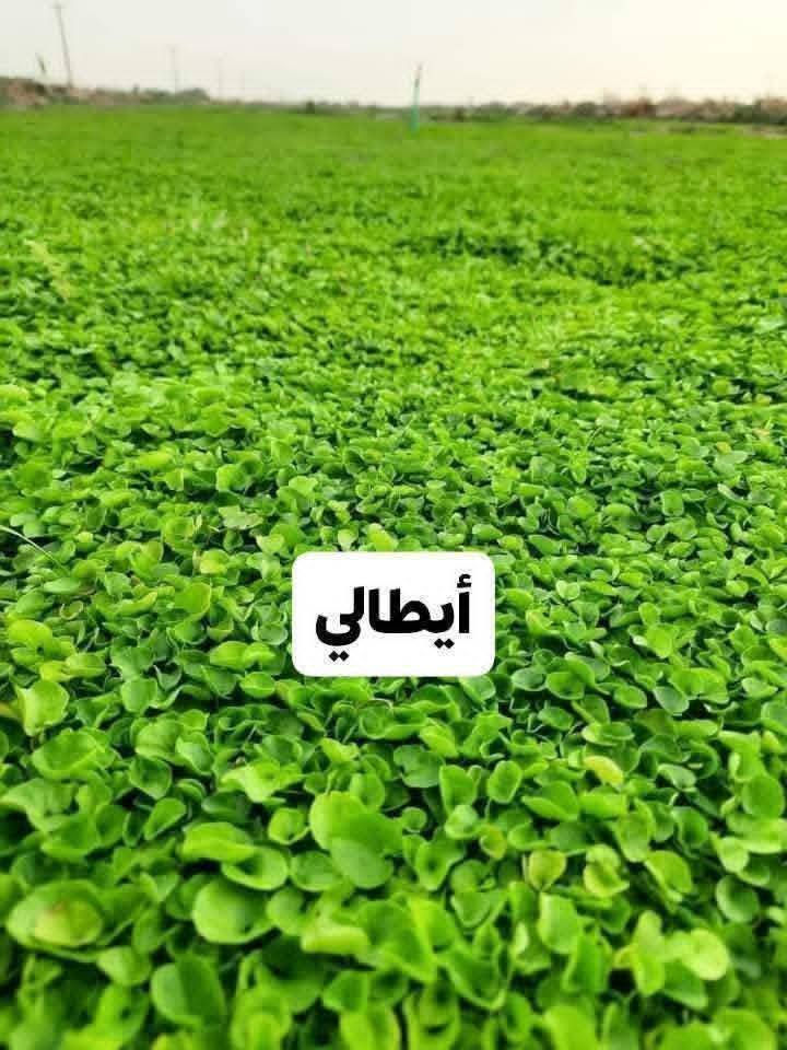 باسعار ثيل ديالى الطبيعي 🏡
أهلاً بكم في مجموعه مزارع ابو عباس الثيل  الهندي الطبيعي مزارع ديالئ 🌿🌱
 نقدم لكم افضل انوع الثيل الطبيعي عالي الجوده يتحمل كافه الضروف البيئية.🌦️🌞
دائم الخضرة🌿🌳 وباسعار تنافسيه ☘️❤️
#مستعدون لتجهيز وفرش الحدائق🏡 ودوائر الدولة🏡والمنازل🏡🏡
و تجهيز الملاعب🏟️ والمنتزهات الجودة العالية في العمل👷👷

مع خدمة التوصيل خلال24ساعه🚛🚛
الاسعار 💵💸 تختلف حسب الكمية 
للاستفسار الاتصال على : الرقم 
او التواصل مع الصفحه  او ارسال رسالة على الوتساب ‏‪***********
