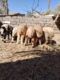 مجموع ٦شلع (٩٩٠)قفل فحل1ونثايات 5 هن وتوصيلهن ٠٧٨٤٧٧٥٨٨١٦ واتساب فيديو...