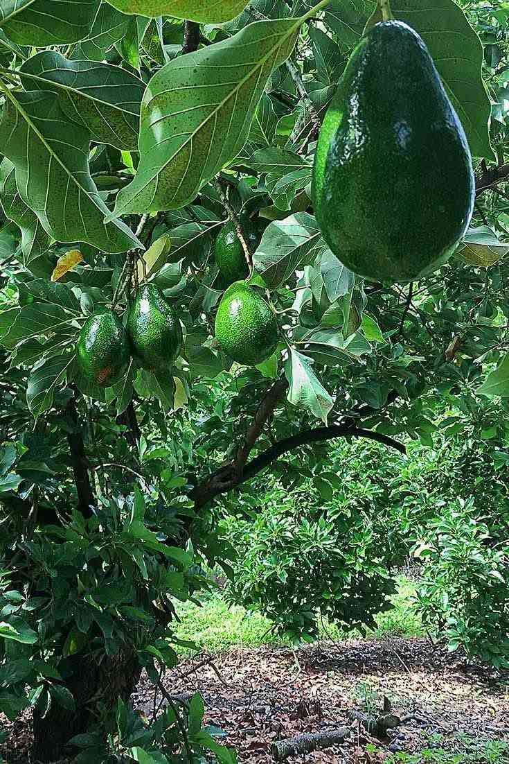 الذهب الأخضر اشتال افوكادو مركبة أصناف عالية الجودة🥑🥑🥑
أفضل وقت لزراعة شجرة كان قبل عشرين سنة. وأفضل وقت بعد ذلك هو اليوم.🥑🥑💯

زراعة شجرة واحدة كافية لإنتاج 300كغم 💯🥑💯

وهذة الصنف من اندر الأصناف
يتميز بالحمل الغزير وطعمة اللذيذ
وقدرته على تحمل الصقيع ودرجات الحرارة🌦️🌴🌦️

واذ يتراوح طولها إلى أكثر من 15عشر قدم💞🌱💕

فترة القطاف تمتد من( تشرين اول - كانون اول)🥑🌱🥑
.. التواصل... 
اتصال0799257256
واتس 0795972646


**إذا كنت صاحب هذا الإعلان وتريد حذفه لأي سبب، رجاءا أرسل رسالة إلى الدعم الفني**