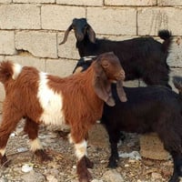 للبيع1فحل 2نثيه 07759235718