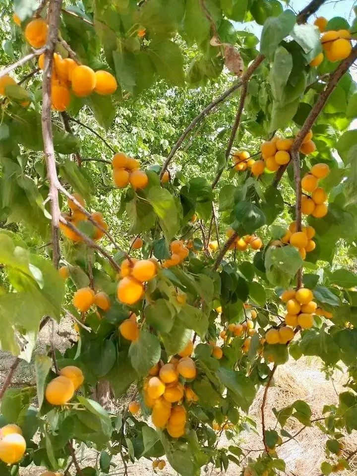 بيع مستعجل جدا مزرعة للبيع طابو اسود مباشر من ابو طابو مساحة 10 دونم  واجه كلش جبيره تقريباً 200م في كركوك طريق ليلان قريه ترجيل مسيجه كامل بيها بيتين بيت سكن وبيت للحارس وبيها بير ماء ارتوازي ومحوله خاصه للمزرعه ومولد بيها ومسبح والاشجار مثمره متنوعه تقريبا ١٠٠٠ شجره مثل تين وزيتون وعنب و مشمش وحمضيات وغيرها وتقرببا بيها ثلاث دوانم ممزروعه سعره مناسب للمزيد من معلومات اخرى يرجى اتصال على رقم مبايل ***********
