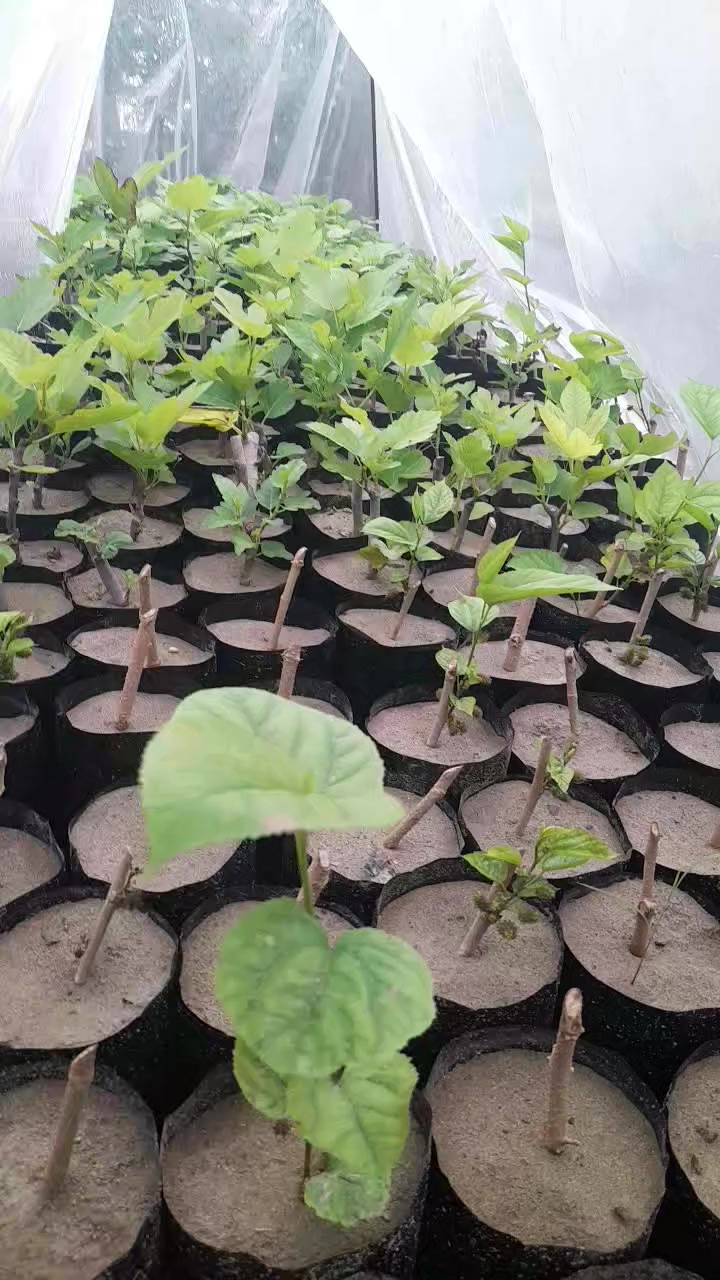 مكاني بغداد طالبيه ***********
