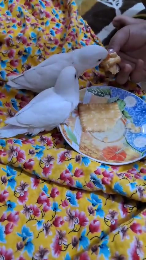 متاح زوج غندوره اوبلاين عين حمره ربه طينه كلش ولعوبات الشراي يجي خاص مكاني ناصريه مركز


**إذا كنت صاحب هذا الإعلان وتريد حذفه لأي سبب، رجاءا أرسل رسالة إلى الدعم الفني**