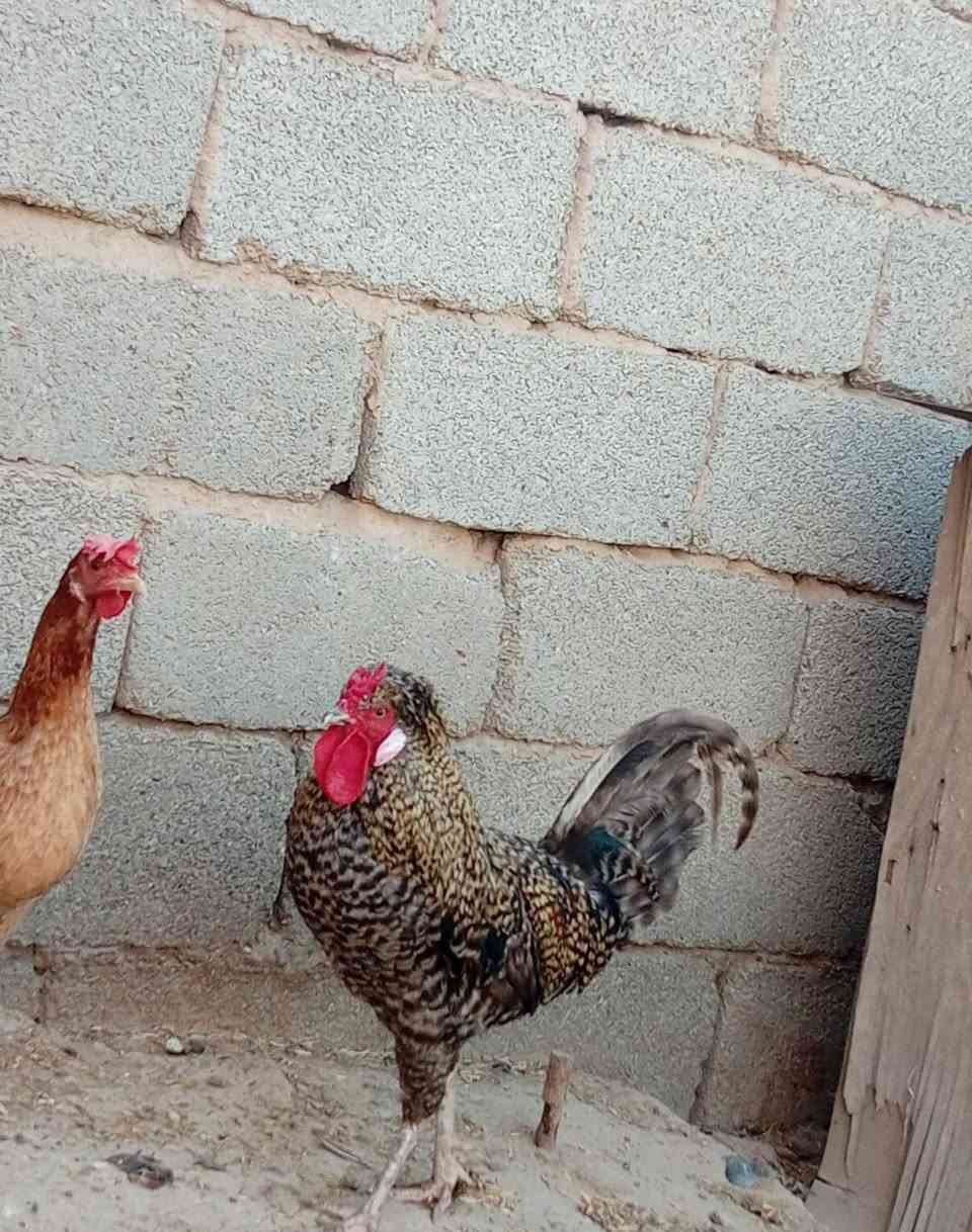 ديج للبيع ما اعرف شكد سعرة قيم بما يرضي اللَّه مكاني ديالى بهرز


**إذا كنت صاحب هذا الإعلان وتريد حذفه لأي سبب، رجاءا أرسل رسالة إلى الدعم الفني**