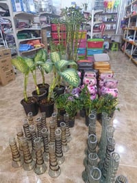 نباتات • عصا موسى ١١٠ • عصا موسى ٦٥